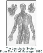 The Lymphatic System