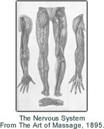 The Nervous System