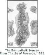 The Sympathetic Nerves